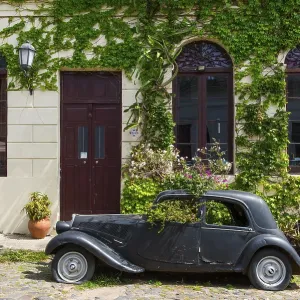 Car wreck of an oldtimer overgrown with plants