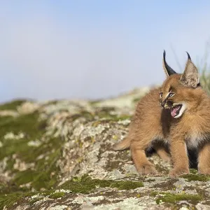 Caracal (Caracal caracal) cub hissing Caracal (Caracal caracal) cub hissing
