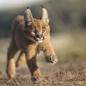 Caracal (Caracal caracal) cub running and jumping