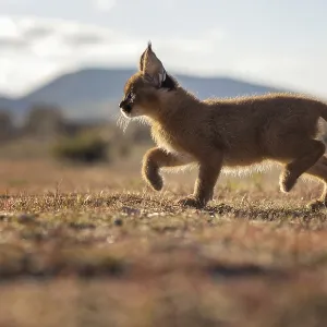 Caracal (Caracal caracal) cub walking in backlight Caracal (Caracal caracal) cub walking in backlight