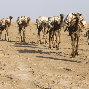 Caravan, camels carrying salt from the salt mines of Dallol Caravan, camels carrying salt from the salt mines of Dallol