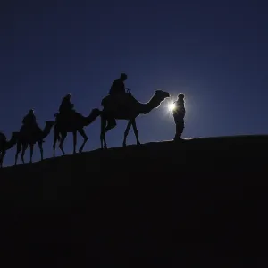 Caravan of camels on dune in the desert