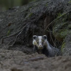 Carefully and slowly a badger (Meles meles) slips out of its den