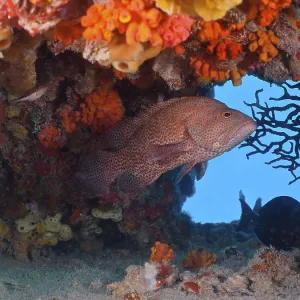 Caribbean grouper (Cephalopholis cruentata) Caribbean grouper (Cephalopholis cruentata)