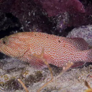 Caribbean grouper (Cephalopholis cruentata)