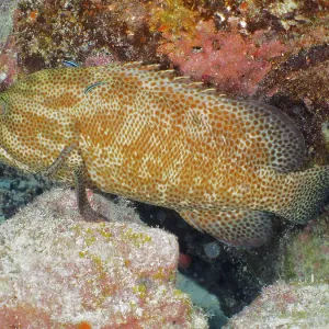 Caribbean grouper (Cephalopholis cruentata) at cleaning station