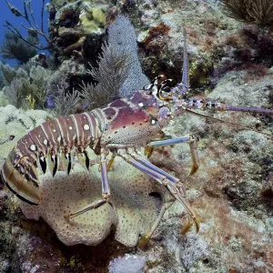 A Caribbean langoustine (Panulirus argus) crawls over a colourful coral reef in clear ocean water A Caribbean langoustine (Panulirus argus) crawls over a colourful coral reef in clear ocean water