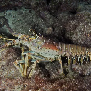 Caribbean langoustine (Panulirus argus) on rocky ground in the sea reef