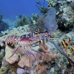 Caribbean spiny crayfish (Panulirus argus)