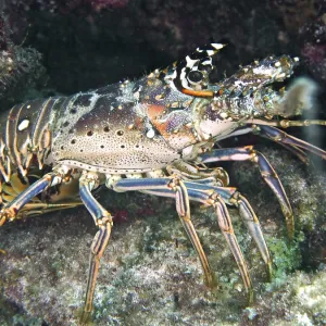 Caribbean spiny crayfish (Panulirus argus) Caribbean spiny crayfish (Panulirus argus)