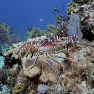 Caribbean spiny crayfish (Panulirus argus)
