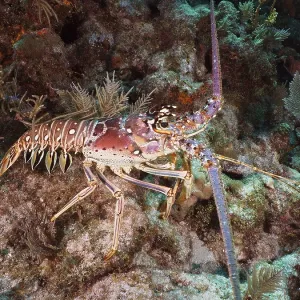 A caribbean spiny crayfish (Panulirus argus) crawls over rocks in the sea