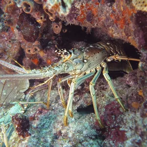 A Caribbean spiny crayfish (Panulirus argus) hides in a cave on the seabed