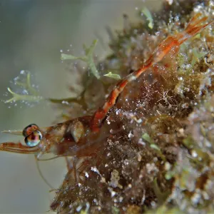 Caribbean velvet shrimp (Metapenaeopsis goodei)