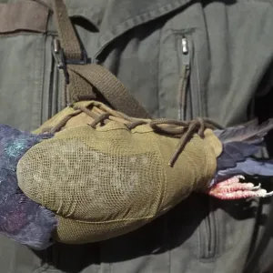 Carrier pigeon Carrier pigeon