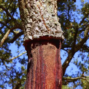 Castellon alcornocal in Sierra Espadan cork tree forest in Valencian Community of Spain
