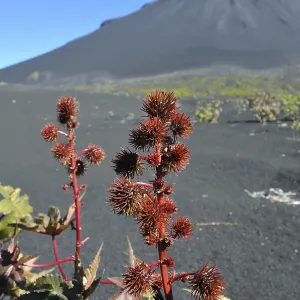 Castor Oil plant (Ricinus communis) in front of the Pico de Fogo Volcano Castor Oil plant (Ricinus communis) in front of the Pico de Fogo Volcano