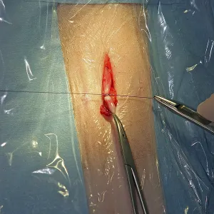 Castration of a cat, vet, Persian cat Castration of a cat, vet, Persian cat