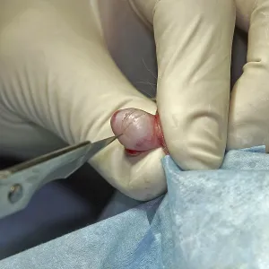 Castration of a tomcat, removal of the testicle Castration of a tomcat, removal of the testicle