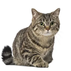 Cat (1 year old)