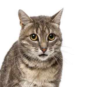 Cat (4 year old)