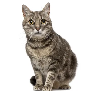 Cat (4 year old)