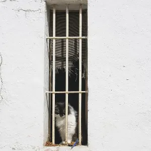 Cat behind bars in window on white roughcast wall Cat behind bars in window on white roughcast wall