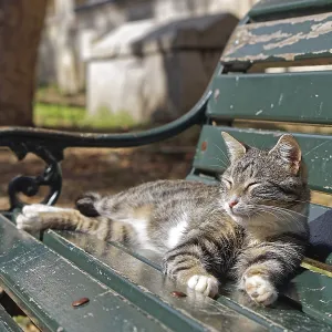 Cat on bench in park sunbathing Cat on bench in park sunbathing