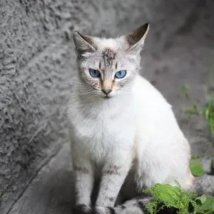 Cat with blue eyes
