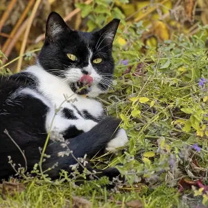 Cat in the catnip