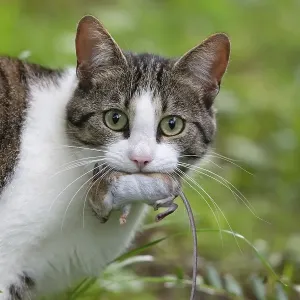 Cat with a caught mouse in its mouth Print