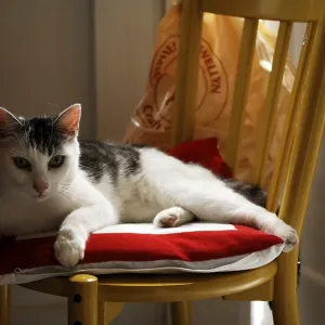 Cat on a chair, London, England, Great Britain