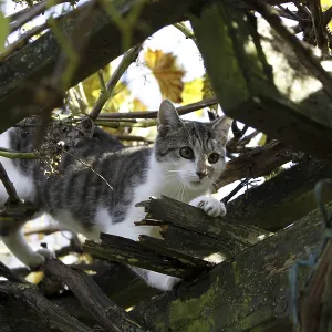 Cat Climbs in Wild Wine Print