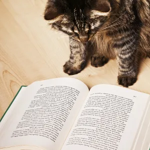 A cat curiously looks at an open book on a wooden floor