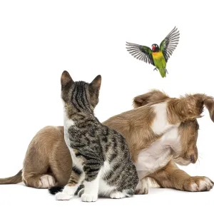 Cat, dog and bird, isloated on white Cat, dog and bird, isloated on white