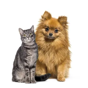 Cat and dog together, Puppy dog and tabby cat