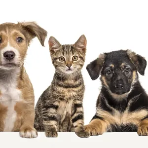 Cat and dogs leaning together on a empty web banner to place text