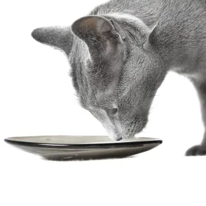 Cat eating milk on a white background Cat eating milk on a white background