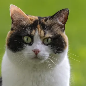 Cat, European Shorthair, domestic cat (Felis catus)