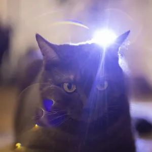 A cat faces front with dramatic light burst behind A cat faces front with dramatic light burst behind