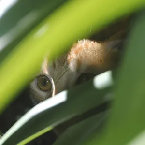 Cat hiding behind a plant Cat hiding behind a plant