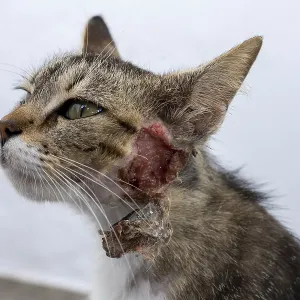 Cat injured on the neck, Mantrakia