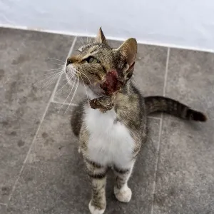 Cat injured on the neck, Mantrakia
