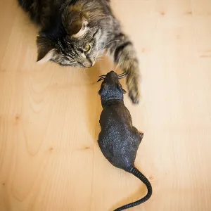 A cat interacting with a toy rat on a wooden floor A cat interacting with a toy rat on a wooden floor