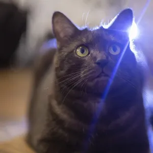 A cat with intrigued look, illuminated by light reflections A cat with intrigued look, illuminated by light reflections