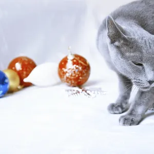 Cat itching near the Christmas decoration Cat itching near the Christmas decoration