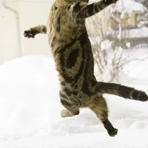 Gato saltando en la nieve, gato doméstico, macho.