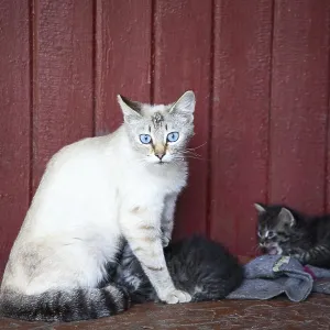 Cat and kittens