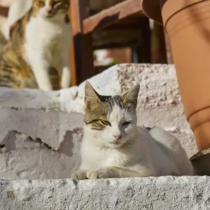 A cat lies on a staircase next to a large plant pot in the shade
