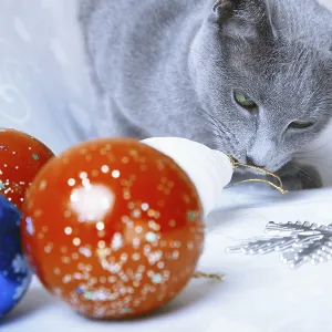 Cat looking at Christmas balls and decoration Cat looking at Christmas balls and decoration